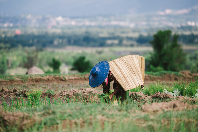 Femme ramassant du riz, Kengtung